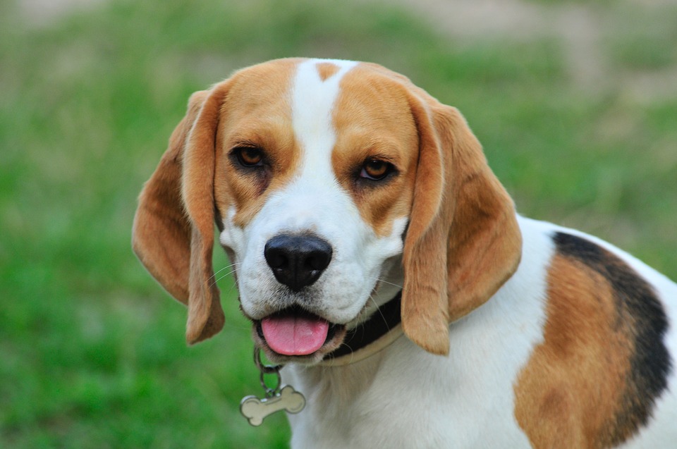 perro de raza beagle sacando la lengua en el jardín 
