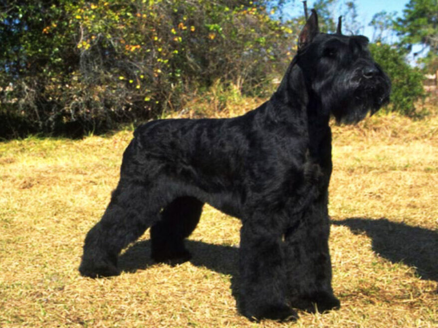 perro schnauzer gigante negro parado en el campo amarillo
