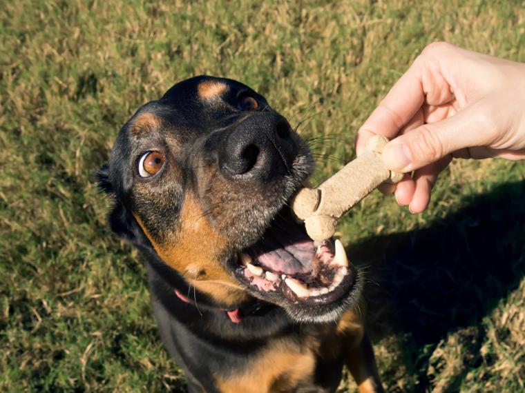 Una mano dandole snacks para perros a un rottweiler